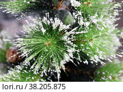 Artificial pine branch with artificial snow. Стоковое фото, фотограф Irina Opachevsky / Фотобанк Лори