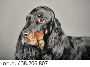 Gordon Setter dog sitting, on a white background. Стоковое фото, фотограф Анна Кривицкая / Фотобанк Лори