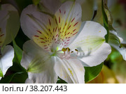 Крупный план красивой белой перуанской лилии на черном фоне, лилия инков (Alstroemeria) Стоковое фото, фотограф Pukhov K / Фотобанк Лори