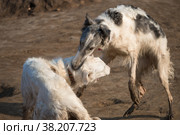 Собаки породы русская длинношерстная борзая, также называемая русским волкодавом, играют в охотничьи игры. Стоковое фото, фотограф Pukhov K / Фотобанк Лори