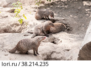 A family of striped mongooses rest near their burrows on the sand in summer. Стоковое фото, фотограф Катерина Белякина / Фотобанк Лори