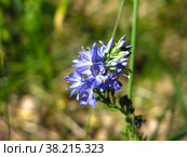 Вероника широколистная (Veronica austriaca, teucrium, Plantaginaceae) цветет голубыми цветами. Стоковое фото, фотограф Ольга Перфилова / Фотобанк Лори