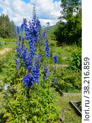 Blooming Tall Larkspur (Delphinium elatum) Стоковое фото, фотограф Ольга Остроухова / Фотобанк Лори