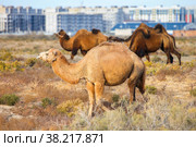 Camels (2022 год). Стоковое фото, фотограф Art Konovalov / Фотобанк Лори