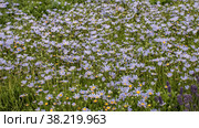 Felicia amelloides, the blue daisy bush or blue felicia, a perennial, evergreen plant. Стоковое фото, фотограф Наталья Воропинова / Фотобанк Лори