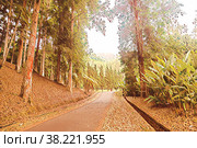 Tropical jungles Southeast Asia. Road with trees. Trail wildlife. Concrete track relict forest. Tourist route for walking in rainforest. Trip national Park on island of Bali, Indonesia. Copy space. Стоковое фото, фотограф Aleksandr Golubev / Фотобанк Лори