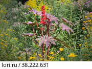 Клещевина обыкновенная (Ricinus communis) Стоковое фото, фотограф Михаил Старшов / Фотобанк Лори
