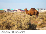 Dromedary camel (2022 год). Стоковое фото, фотограф Art Konovalov / Фотобанк Лори