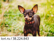Russian toy Terrier stands on lawn. Close up of tame dog of toy Terrier breed running on grass in nature. Purebred small pocket Pets. Walking Pets in Park. Стоковое фото, фотограф Aleksandr Golubev / Фотобанк Лори