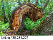 Трухлявый ствол дерева. Стоковое фото, фотограф Зобков Юрий / Фотобанк Лори