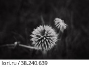 Dandelion close-up. round flower ball. black and white photo. Стоковое фото, фотограф Наталия Бушкевич / Фотобанк Лори
