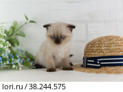 Вислоухий котенок окраса колор-поинт на столе около летних цветов и соломенной шляпы. Выборочный фокус. Стоковое фото, фотограф Наталья Гармашева / Фотобанк Лори