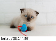 Голубоглазый вислоухий котенок окраса колор-поинт играет с синей мышкой-игрушкой. Выборочный фокус. Стоковое фото, фотограф Наталья Гармашева / Фотобанк Лори