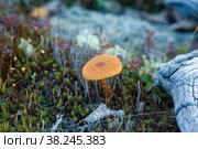 Паутинник (Cortinarius) распространенный пластинчатый ядовитый гриб. Стоковое фото, фотограф Yuriy  Barbaruk / Фотобанк Лори