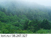 Foggy mountain forest on the slope of the volcano on the island of Kunashir. Стоковое фото, фотограф Евгений Харитонов / Фотобанк Лори
