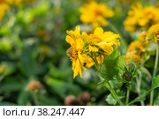 Yellow flowers Gaillardia aristata Maxima Aurea in a flower bed, selective focus, blurred background. Landscaping. Стоковое фото, фотограф Коханова Наталья / Фотобанк Лори