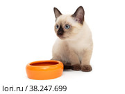 Small Siamese kitten and food bowl. Стоковое фото, фотограф Okssi / Фотобанк Лори