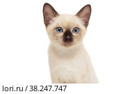 Portrait of a small Siamese kitten. Стоковое фото, фотограф Okssi / Фотобанк Лори