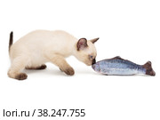 Siamese kitten playing toy fish. Стоковое фото, фотограф Okssi / Фотобанк Лори