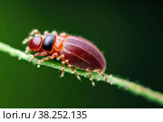 Close-up of dangerous infectious mite on branch. Стоковое фото, фотограф Евгений Ткачёв / Фотобанк Лори