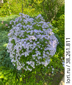 Колокольчик молочноцветковый (Campanula lactiflora) Стоковое фото, фотограф Мария Кылосова / Фотобанк Лори