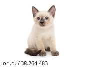 Small Siamese kitten stands. Стоковое фото, фотограф Okssi / Фотобанк Лори
