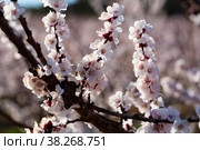 Beautiful blooming apricot trees in spring garden. Стоковое фото, фотограф Яков Филимонов / Фотобанк Лори