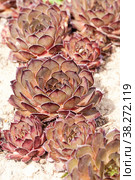 Red Sempervivum. Стоковое фото, фотограф Юлия Бабкина / Фотобанк Лори