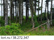 Coastal forest with windbreak and lianas on the Pacific coast, Kuril Islands. Стоковое фото, фотограф Евгений Харитонов / Фотобанк Лори