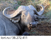 Голова африканского буйвола (Syncerus caffer) (2021 год). Стоковое фото, фотограф EgleKa / Фотобанк Лори
