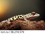 Leopard gecko lizard, macro on nature background. Yellow Gecko. Eublepharis macularius. Стоковое фото, фотограф Евгений Ткачёв / Фотобанк Лори