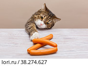 Grey cat steals sausages. Стоковое фото, фотограф Okssi / Фотобанк Лори