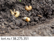 Larvae of the bronze beetle or Flower chafer lie in humus that they have processed into fertile soil. Стоковое фото, фотограф Дмитрий Коростылев / Фотобанк Лори