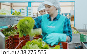 Male and female employees of factory for sorting and processing agricultural products working near conveyor line, packing selected green lettuce into boxes. Стоковое видео, видеограф Яков Филимонов / Фотобанк Лори