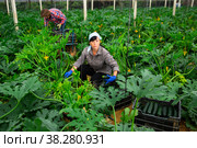 Female farmer collect harvest ripe zucchini in greenhouse. Стоковое фото, фотограф Яков Филимонов / Фотобанк Лори