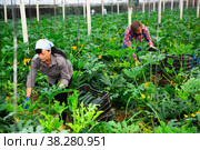 Man and a woman pick ripe zucchini together in greenhouse. Стоковое фото, фотограф Яков Филимонов / Фотобанк Лори