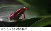 Anthony poison arrow frog on green leaf. Стоковое видео, видеограф Данил Руденко / Фотобанк Лори