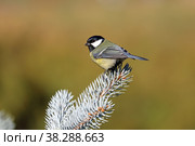 Большая синица (Parus major). Птица осенним днем на ветке ели голубой. Стоковое фото, фотограф Григорий Писоцкий / Фотобанк Лори