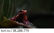 Phantasmal poison frog on the leaf. Стоковое видео, видеограф Данил Руденко / Фотобанк Лори