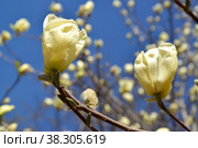 Цветы магнолии оголенной, сорт Yellow River (Magnolia denudata Desr.) на  фоне голубого неба. Стоковое фото, фотограф Ирина Борсученко / Фотобанк Лори
