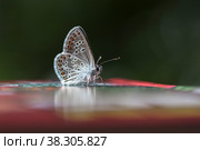 Colorful moth is sitting on books. Macro shot. Стоковое фото, фотограф Константин Шашков / Фотобанк Лори