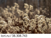 Dry grass in the field. Стоковое фото, фотограф Константин Шашков / Фотобанк Лори