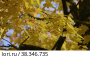Екатерининский парк (Царское Село). Ветви осенних кленов. Catherine Park (Tsarskoye Selo). Branches of autumn maples. (2021 год). Редакционное видео, видеограф Евгений Романов / Фотобанк Лори