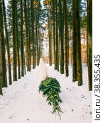 A girl in a white fur coat drags a Christmas tree from the forest on a winter day. Стоковое фото, фотограф Андрей С / Фотобанк Лори