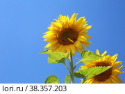 Blooming sunflowers on a sunny summer day. Стоковое фото, фотограф Яна Королёва / Фотобанк Лори