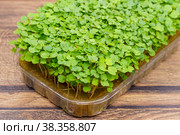 Микрозелень руккола культурная в прозрачном пластиковом лотке крупным планом. Красивая и полезная для здоровья органическая пища. Стоковое фото, фотограф Sergei Gorin / Фотобанк Лори