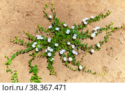 Вьюнок полевой (лат. Convolvulus arvensis) Стоковое фото, фотограф Зобков Юрий / Фотобанк Лори