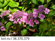 Hydrangea serrata pink. Стоковое фото, фотограф Юлия Бабкина / Фотобанк Лори
