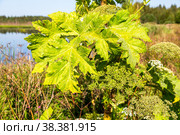 Leaves of cow parsnip or the toxic hogweed (heracleum) Стоковое фото, фотограф FotograFF / Фотобанк Лори
