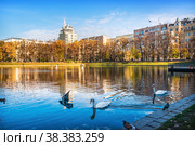 Патриаршие пруды осенним солнечным днем, утки и белые лебеди, Москва (2021 год). Стоковое фото, фотограф Baturina Yuliya / Фотобанк Лори